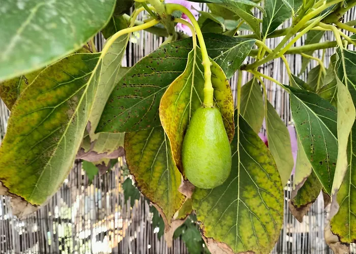 Surf House Playa * Conil De La Frontera