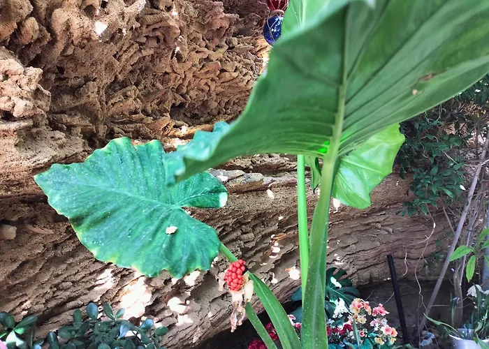 Surf House Playa * Conil De La Frontera