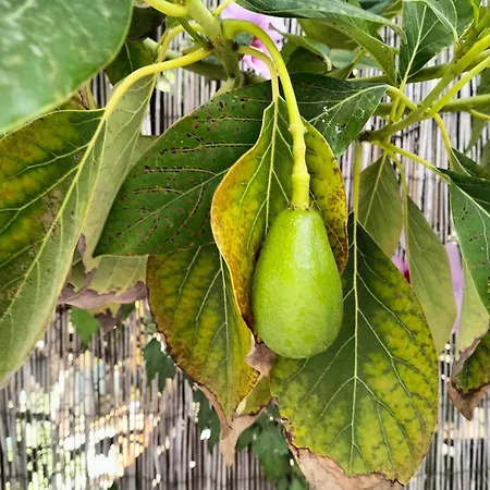 Surf House Playa * Коніль-де-ла-Фронтера