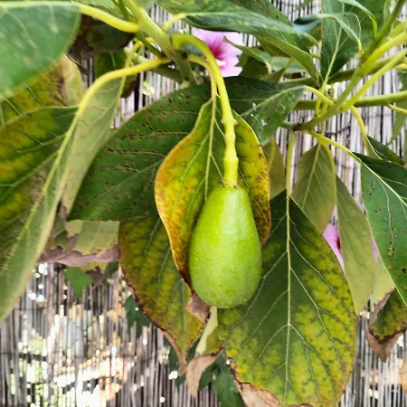 Surf House Playa 营地 科尼尔-德拉弗龙特拉