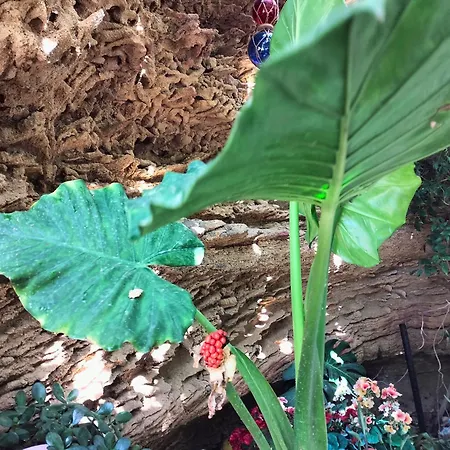 Surf House Playa * 科尼尔-德拉弗龙特拉