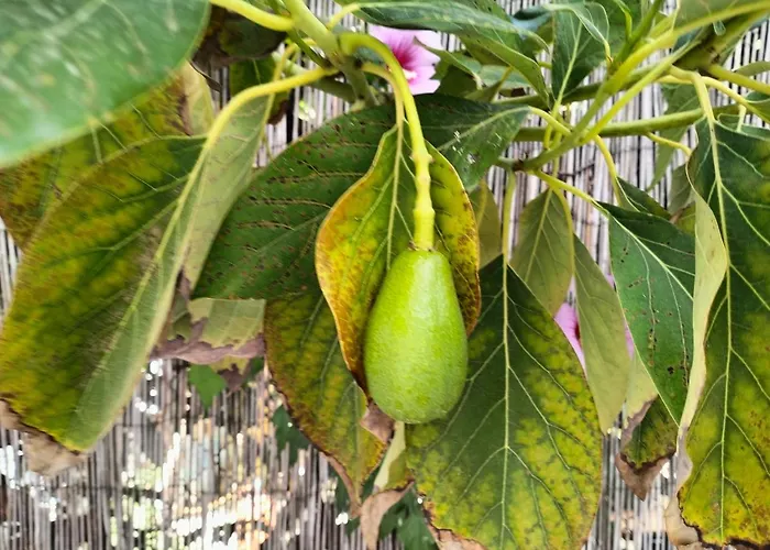 Surf House Playa Кемпинг Кониль-де-ла-Фронтера